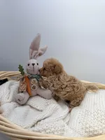 Brock, a male Maltipoo for sale in Denton, TX – Photo 5 of 5