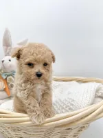 Brock, a male Maltipoo for sale in Denton, TX – Photo 2 of 5