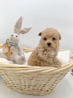 Brock, a male Maltipoo for sale in Denton, TX – Photo 4 of 5