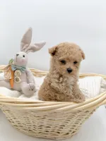 Brock, a male Maltipoo for sale in Denton, TX – Photo 3 of 5