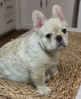 Winston, a  French Bulldog for sale in Denton, TX – Photo 2 of 2