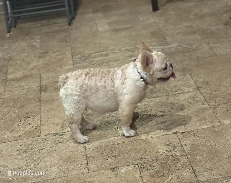 Winston – French Bulldog puppy for sale in Denton, TX