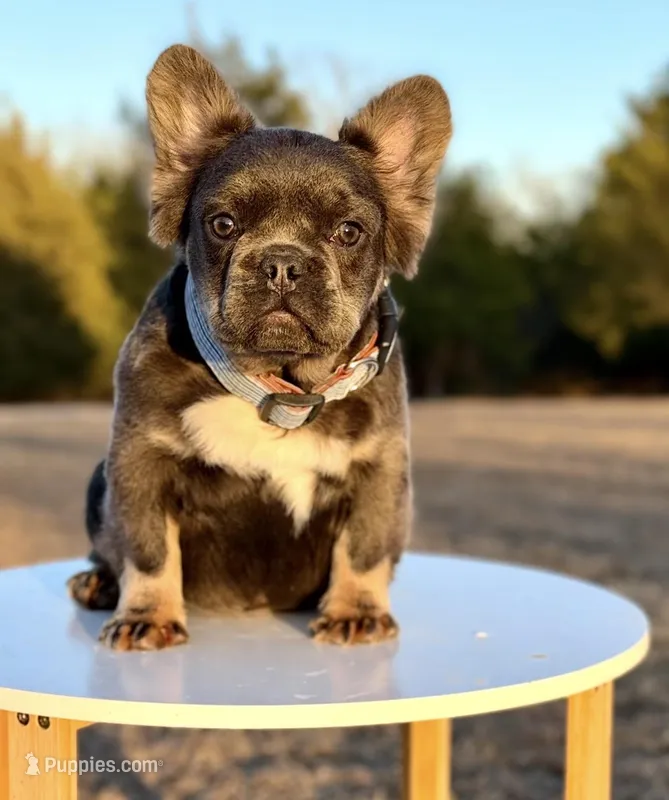 Arnie – French Bulldog puppy for sale in Denton, TX