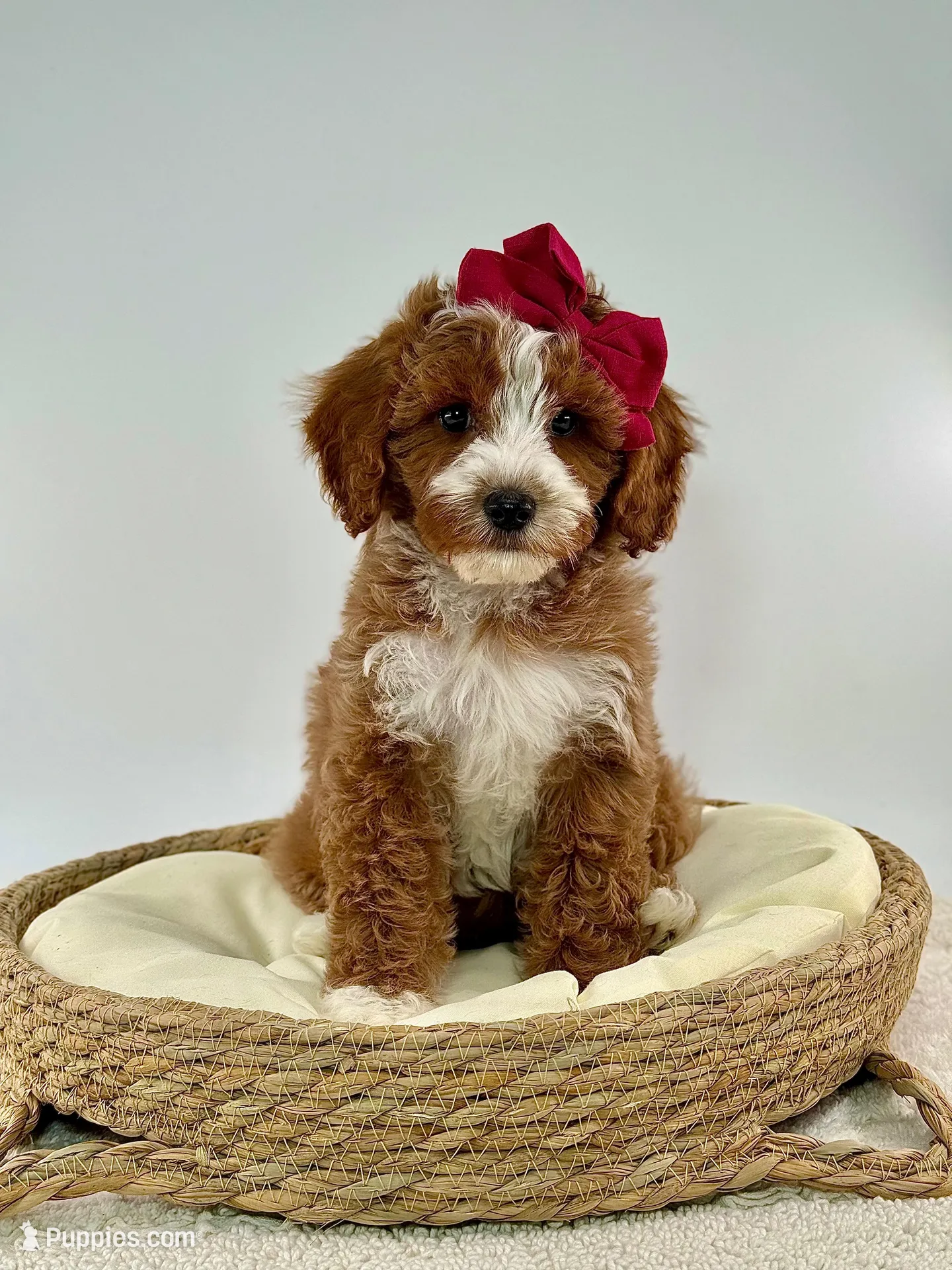Millie  – Miniature Goldendoodle puppy for sale in Denton, TX