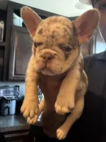 Dawson , a male French Bulldog for sale in Denton, TX – Photo 3 of 3