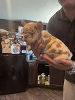 Dawson , a male French Bulldog for sale in Denton, TX – Photo 2 of 3