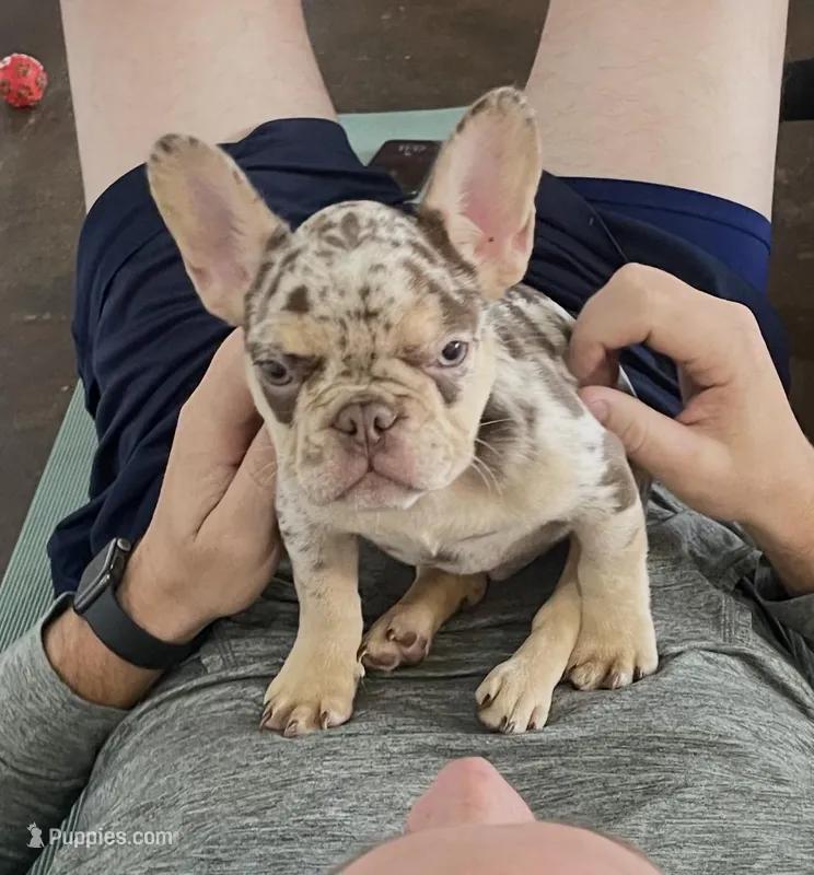 Dawson  – French Bulldog puppy on hold in Denton, TX