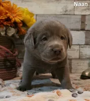 Naan, a male Labrador Retriever for sale in Gardnerville, NV – 6 of 10