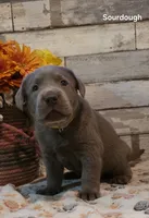 Sourdough, a male Labrador Retriever for sale in Gardnerville, NV – 10 of 10