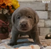 Naan, a male Labrador Retriever for sale in Gardnerville, NV – 7 of 10