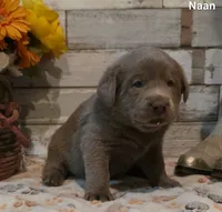 Naan, a male Labrador Retriever for sale in Gardnerville, NV – 5 of 10
