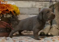 Sourdough, a male Labrador Retriever for sale in Gardnerville, NV – 8 of 10
