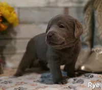 Rye, a male Labrador Retriever for sale in Gardnerville, NV – 10 of 10