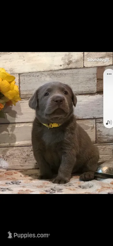 Sourdough, a male Labrador Retriever for sale in Gardnerville, NV – 1 of 7