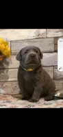 Sourdough, a male Labrador Retriever for sale in Gardnerville, NV – 1 of 7