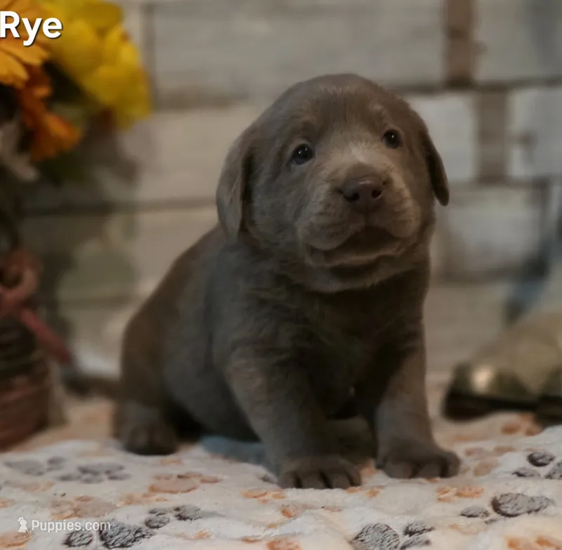 Rye – Labrador Retriever puppy for sale in Gardnerville, NV