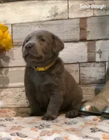 Sourdough, a male Labrador Retriever for sale in Gardnerville, NV – 6 of 7