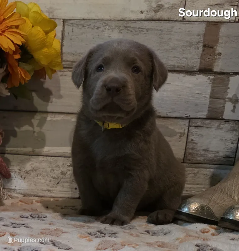 Sourdough – Labrador Retriever puppy for sale in Gardnerville, NV