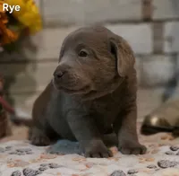 Rye, a male Labrador Retriever for sale in Gardnerville, NV – 7 of 10