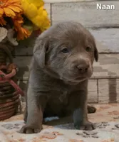 Naan, a male Labrador Retriever for sale in Gardnerville, NV – 8 of 10