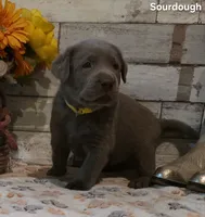 Sourdough, a male Labrador Retriever for sale in Gardnerville, NV – 4 of 10