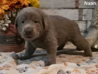 Naan, a male Labrador Retriever for sale in Gardnerville, NV – 4 of 10