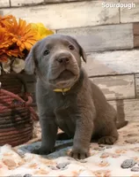 Sourdough, a male Labrador Retriever for sale in Gardnerville, NV – 2 of 7