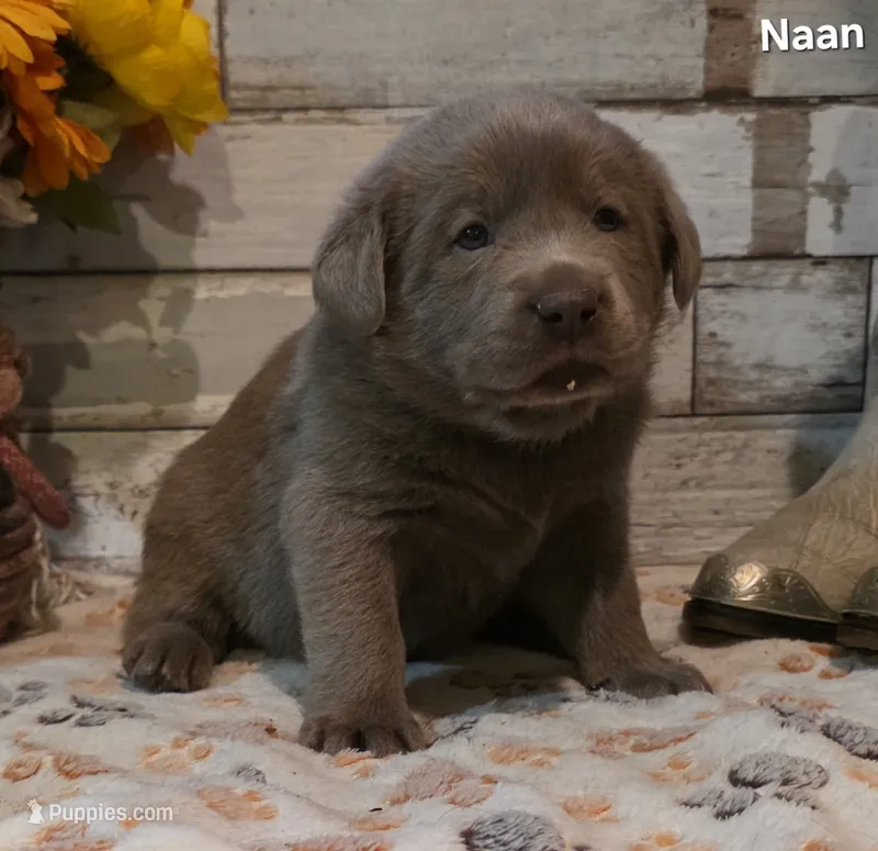 Naan – Labrador Retriever puppy for sale in Gardnerville, NV