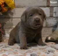 Naan, a male Labrador Retriever for sale in Gardnerville, NV – 1 of 10