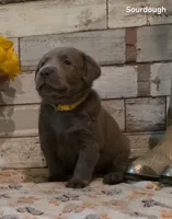 Sourdough, a male Labrador Retriever for sale in Gardnerville, NV – 5 of 10