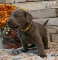 Sourdough, a male Labrador Retriever for sale in Gardnerville, NV – 9 of 10