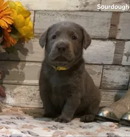Sourdough, a male Labrador Retriever for sale in Gardnerville, NV – 4 of 7