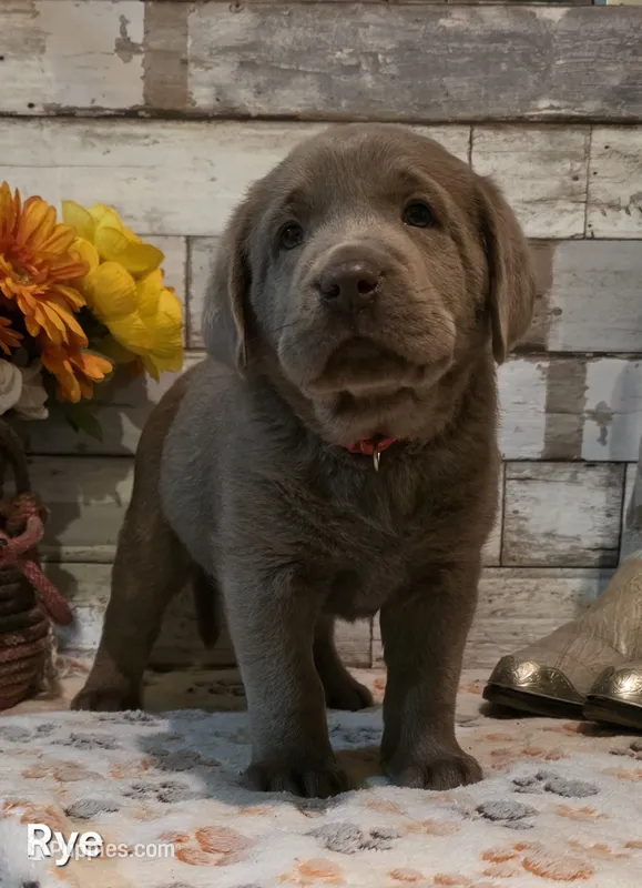 Rye – Labrador Retriever puppy for sale in Gardnerville, NV