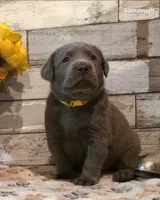Sourdough, a male Labrador Retriever for sale in Gardnerville, NV – 5 of 7