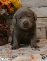 Naan, a male Labrador Retriever for sale in Gardnerville, NV – 9 of 10