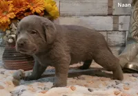 Naan, a male Labrador Retriever for sale in Gardnerville, NV – 2 of 10