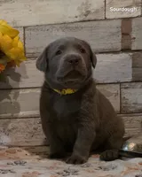 Sourdough, a male Labrador Retriever for sale in Gardnerville, NV – 6 of 10