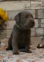 Sourdough, a male Labrador Retriever for sale in Gardnerville, NV – 3 of 10