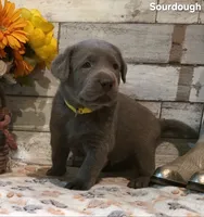 Sourdough, a male Labrador Retriever for sale in Gardnerville, NV – 3 of 7