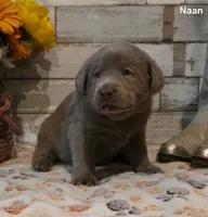 Naan, a male Labrador Retriever for sale in Gardnerville, NV – 3 of 10