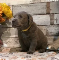 Sourdough, a male Labrador Retriever for sale in Gardnerville, NV – 7 of 7