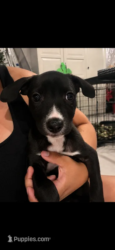 Maple  – American Pit Bull Terrier, Labrador Retriever puppy for sale in New Baltimore, MI