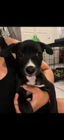 Maple , a female American Pit Bull Terrier and Labrador Retriever for sale in New Baltimore, MI – 1 of 2