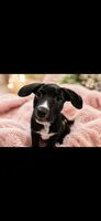 Maple , a female American Pit Bull Terrier and Labrador Retriever for sale in New Baltimore, MI – 2 of 2