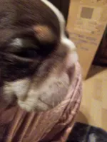 processed/b68e1358-1ba7-478f-91b8-71b4e81c5745/listing/155e4920-7ce7-4b55-8137-56954a283cf2/ce2566fc-6756-427d-ad6e-02def27d3841