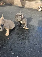 #2, a male French Bulldog for sale in Bear, DE – Photo 3 of 3