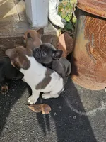 #2, a male French Bulldog for sale in Bear, DE – Photo 2 of 3