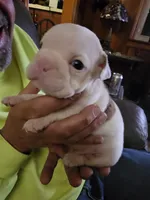 processed/b68e1358-1ba7-478f-91b8-71b4e81c5745/listing/be218ced-79d5-4c35-a611-bcdb36011ef1/2eebcfce-c56a-4f5a-99d7-643c50a8b12c