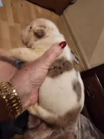 processed/b68e1358-1ba7-478f-91b8-71b4e81c5745/listing/be218ced-79d5-4c35-a611-bcdb36011ef1/32ce7e82-aee8-4337-a2a6-6a1e4c2503db