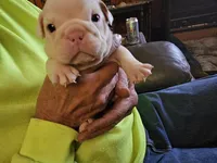 processed/b68e1358-1ba7-478f-91b8-71b4e81c5745/listing/be218ced-79d5-4c35-a611-bcdb36011ef1/5bc0d6e8-3c90-433b-aff8-9a216bf7bfc3